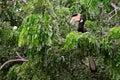 Malabar Pied-hornbill - Anthracoceros coronatus Royalty Free Stock Photo