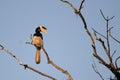 Malabar pied hornbill or Anthracoceros coronatus observed in Dandeli in Karntaka Royalty Free Stock Photo