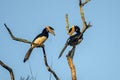 Malabar pied hornbill or Anthracoceros coronatus observed in Dandeli in Karntaka Royalty Free Stock Photo