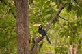 Malabar pied hornbill, Anthracoceros coronatus, Pench Tiger Reserve, Madhya Pradesh, India Royalty Free Stock Photo