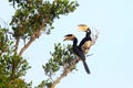 Malabar Pied Hornbill Royalty Free Stock Photo