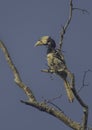 Malabar Pied Hornbill bird Royalty Free Stock Photo