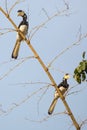 Malabar pied Hornbill