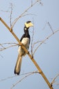 Malabar pied Hornbill Royalty Free Stock Photo