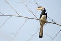 Malabar pied Hornbill Royalty Free Stock Photo