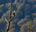 malabar pied hornbill on a perch