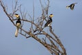 Malabar Pied Hornbills, Sri Lanka