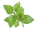 Malabar spinach, Basella alba isolated on white background