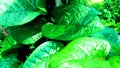 Malabar spinach basella alba poi leaves Royalty Free Stock Photo