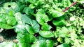 Malabar spinach basella alba poi plant snap Royalty Free Stock Photo