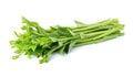 Malabar spinach or Ceylon spinach Royalty Free Stock Photo