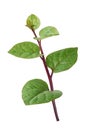 Malabar spinach or ceylon spinach plant on white Royalty Free Stock Photo