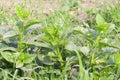 malabar spinach farm for harvest