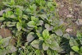 malabar spinach farm for harvest