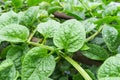 Malabar Spinach Royalty Free Stock Photo