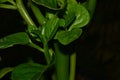 Malabar spinach in a greenhouse in summer Royalty Free Stock Photo