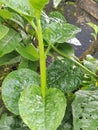 Malabar spinach home garden