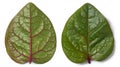 malabar spinach plant leaves isolated white