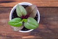 Malabar Spinach Plant On Wood Table