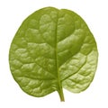Malabar spinach Royalty Free Stock Photo