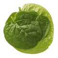 Malabar spinach Royalty Free Stock Photo