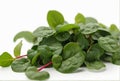 Malabar spinach vegetable isolated on white background Royalty Free Stock Photo