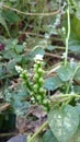Malabar spinach or basella alba Royalty Free Stock Photo