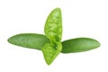 Malabar Spinach Royalty Free Stock Photo