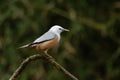 Malabar starling or Sturnia blythii observed in bird hide at Dandeli in Karnataka, India