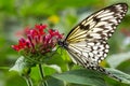 Malabar Tree Nymph Butterfly on flower