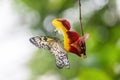 Malabar Tree Nymph butterfly is hung on a flower Royalty Free Stock Photo