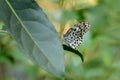 Malabar Tree Nymph Butterfly, Idea Malabarica, Kudremukh Wildlife Sanctuary