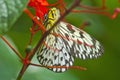 Malabar tree nymph Idea malabarica butterfly Royalty Free Stock Photo