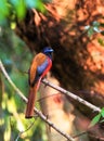 Malabar Trogon - Male Royalty Free Stock Photo