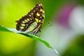 Malachit Butterfly Close Up in Rainforest Royalty Free Stock Photo
