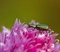 Malachite Beetle Royalty Free Stock Photo