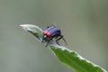 Malachite beetle Royalty Free Stock Photo