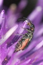 Malachite beetle, Malachius bipustulatus Royalty Free Stock Photo