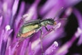 Malachite beetle, Malachius bipustulatus Royalty Free Stock Photo