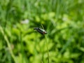 Malachite beetle (Malachius bipustulatus) with long body, the head and pronotum are brown