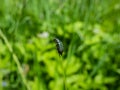 Malachite beetle (Malachius bipustulatus) with long body, the head and pronotum are brownish,