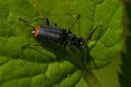 Malachite beetle, Malachius bipustulatus Royalty Free Stock Photo