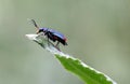 Malachite beetle Royalty Free Stock Photo