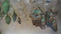 Malachite butterflies and pupa hanging from ceiling