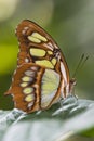 Malachite Butterfly