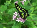 Malachite Butterfly Royalty Free Stock Photo