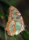 Malachite Butterfly