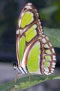 Malachite Butterfly