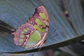 malachite butterfly rest on a leaf
