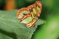 Malachite butterfly Royalty Free Stock Photo